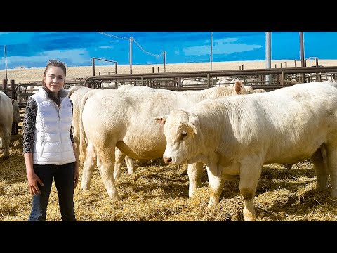 , title : 'DeBruycker Charolais Bull Sale 2021, Montana'