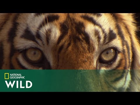 Tygrys Kumal śledził swoją wybrankę aby upewnić się czy jest sama! [Tygrys w opałach]