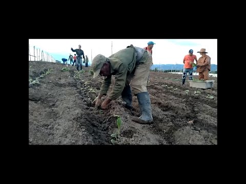 Inició siembra de tabaco en Cienfuegos