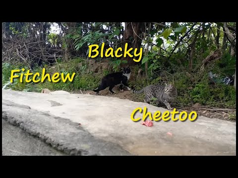Cute, Funny and Wild Cats Meal Video 22 Mar 2021 - Street Cats