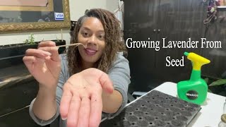 How To Grow Lavender From Seed, Growing A Ton Of Lavender For Suburban Homestead Gardening 2022