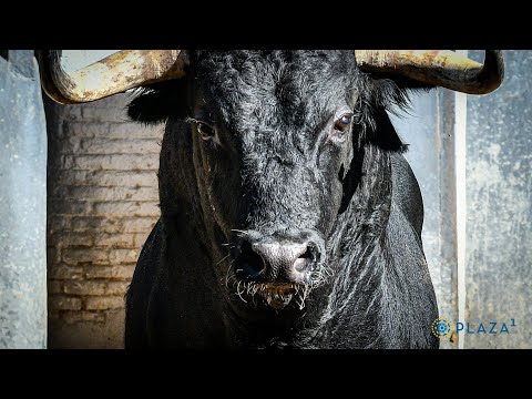 SORTEO | Corrida de rejones 20 agosto, Benítez Cubero