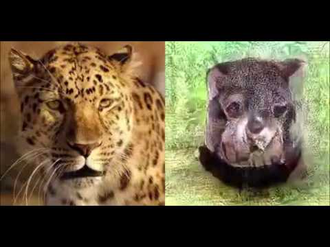 Deep image reconstruction from human brain activity