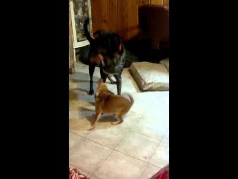 Tucker and miss meena 2