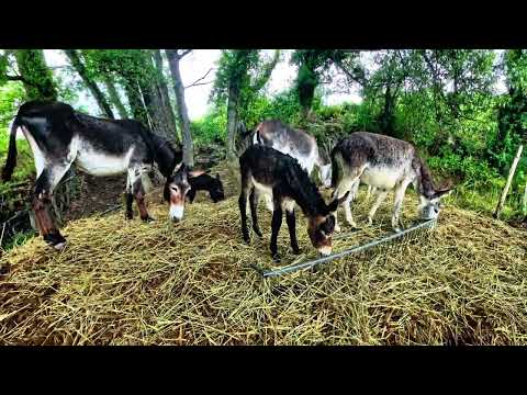 Agriturismo “Il Daino”