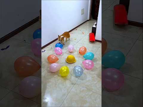 Dog Popped Balloon That was In Room 😂😍 ~ #doonakdrama