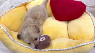 ハーフ犬の動画01