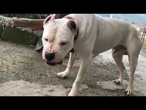 Word most dangerous dog