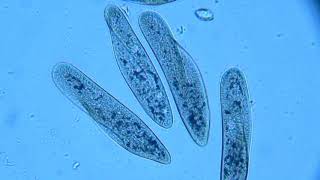 Paramecium movement