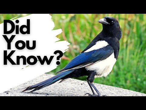 Things you need to know about MAGPIES!