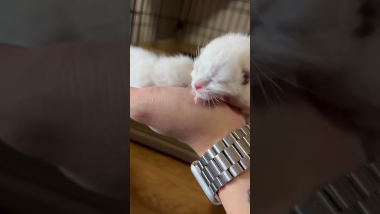 車の中で出産されていた子猫を保護しました