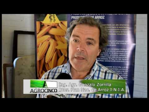AGRO 5 - AGRONORTETv - ZAFRA DE ARROZ 16/17- INIA - PASO FARIAS ARTIGAS