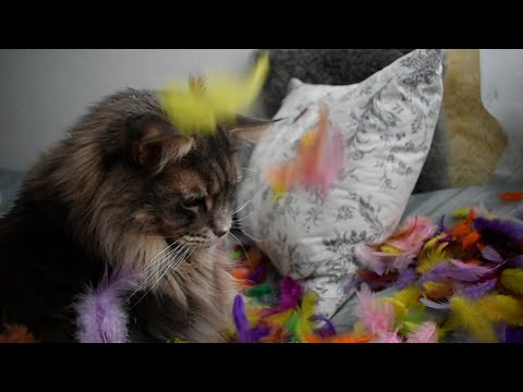 Schmutziger Katzendonnerstag - Fasnacht 2021