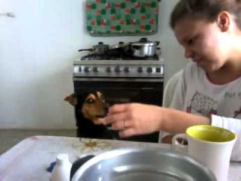 barbante do cachorro.mp4