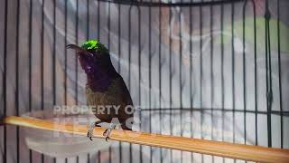 Download lagu PANCINGAN KONIN GACOR FULL ISIAN TEMBAKAN MEWAH !! MASTERAN KOLIBRI NINJA BAHAN NEMBAK ISIAN SULTAN mp3 Download lagu PANCINGAN KONIN GACOR FULL ISIAN TEMBAKAN MEWAH !! MASTERAN KOLIBRI NINJA BAHAN NEMBAK ISIAN SULTAN mp3