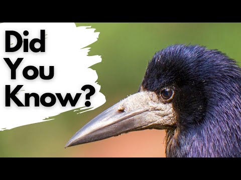 Things you need to know about ROOKS!