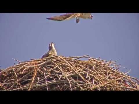 2018 07 25 #1 defends nest from intruder (with help from dad) | Boulder County Osprey Cam