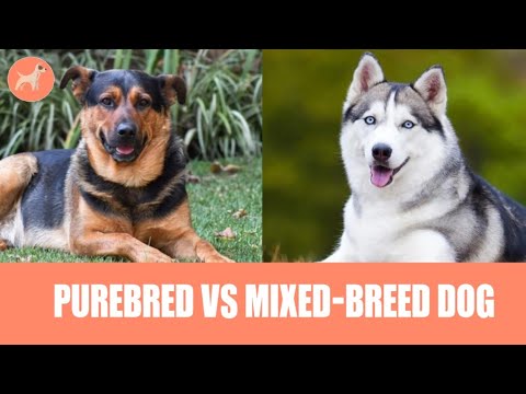 Purebred vs. Mixed-Breed Dog: What's Better?