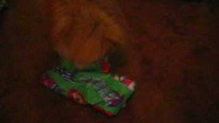 Pepe's christmas 2008