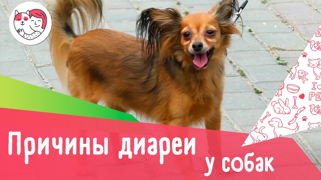 5 причин диареи у собак