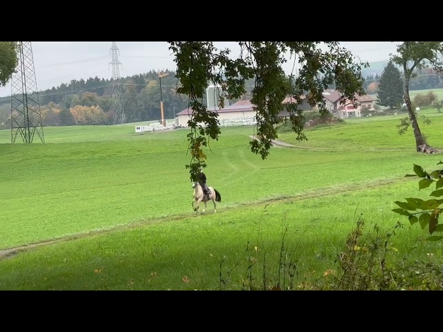Poney demi-sang belge &agrave; vendre