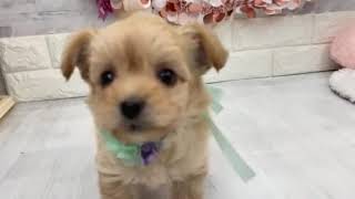 ハーフ犬の動画01