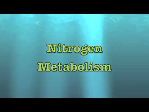 Intro to Nitrogen Metabolism
