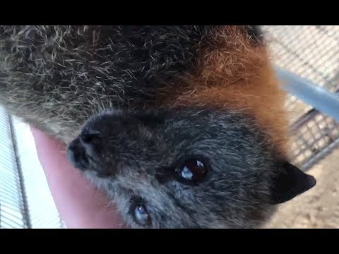 Grey-Headed Flying-Fox does sniffies:  this is Cinders