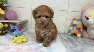 タイニープードルの動画01