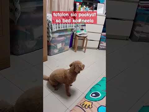 SHE JUMP IN MY BED #neela #dog #viral