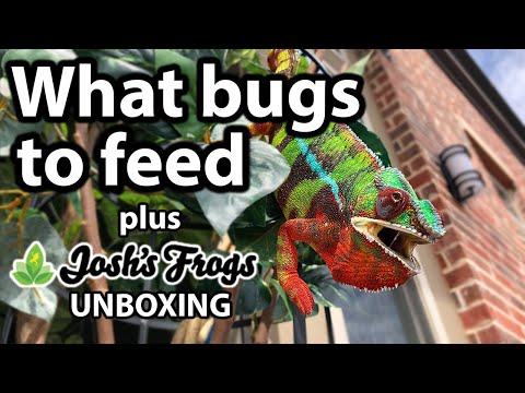 What bugs to feed a chameleon | Josh's Frogs unboxing