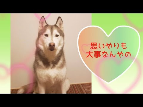 ワンワンU・x・Uお悩み相談室8️⃣5️⃣〜鯖江市「タロくん」#思いやり運転 🚘💝