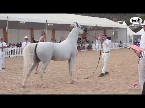 N 98 SA MINERVA   Mediterranean and Arab Countries AHC   Menton 2021   Mares 8+ Years Old Class 5
