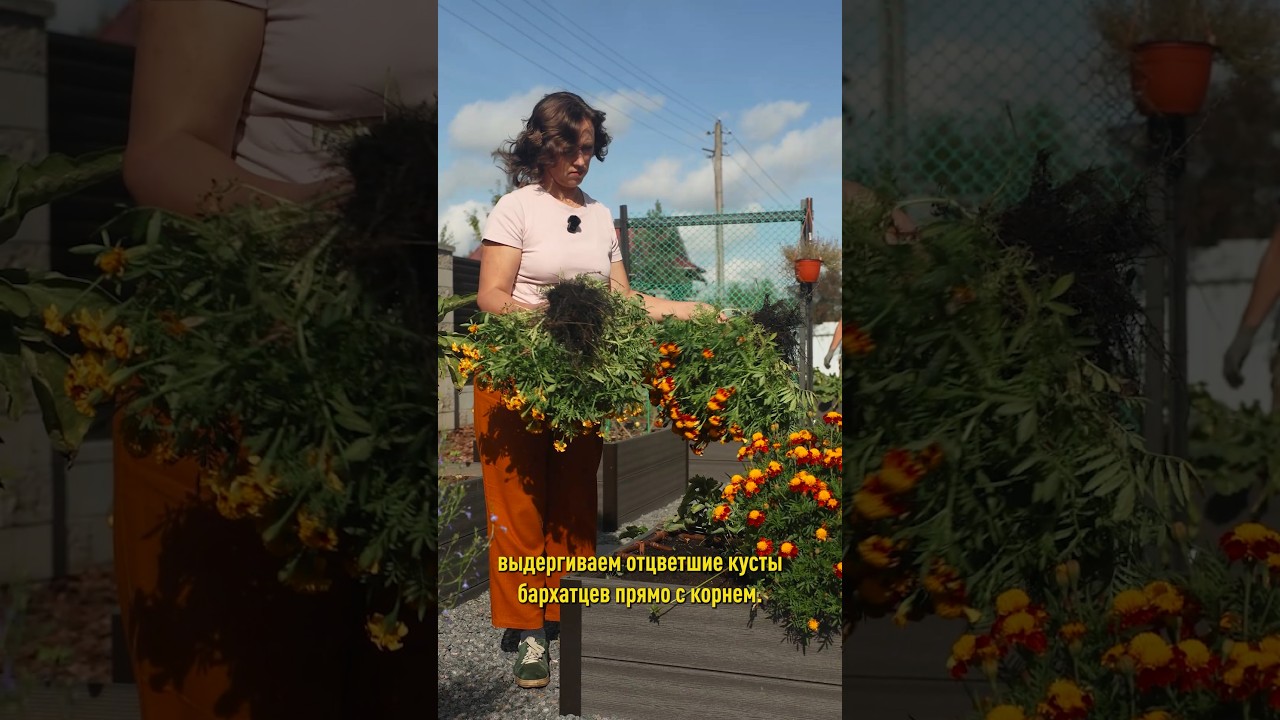 Никогда не выбрасываю бархатцы просто в компост! А применяю с гораздо большей пользой!