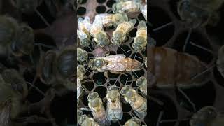 Download lagu #fadedwell #music #edm #remix #newmusic #bee mp3