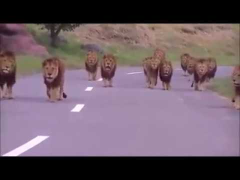Probably the biggest Male Lions Coalition ever