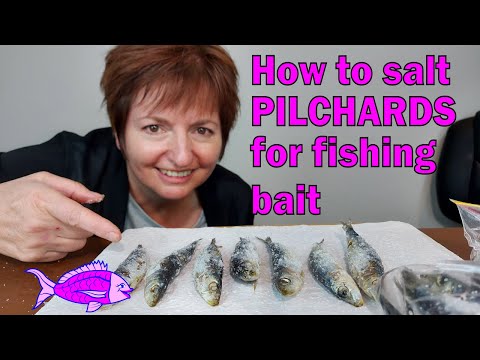 A step by step guide on how to salt pilchards for fishing bait - It's EASY