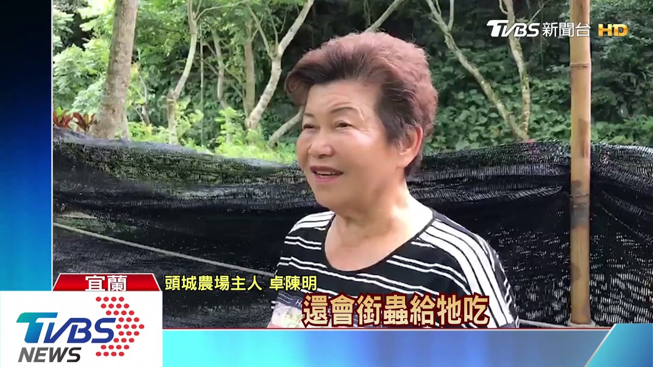 稀客！白化藍鵲出沒頭城　忙築巢育雛鳥