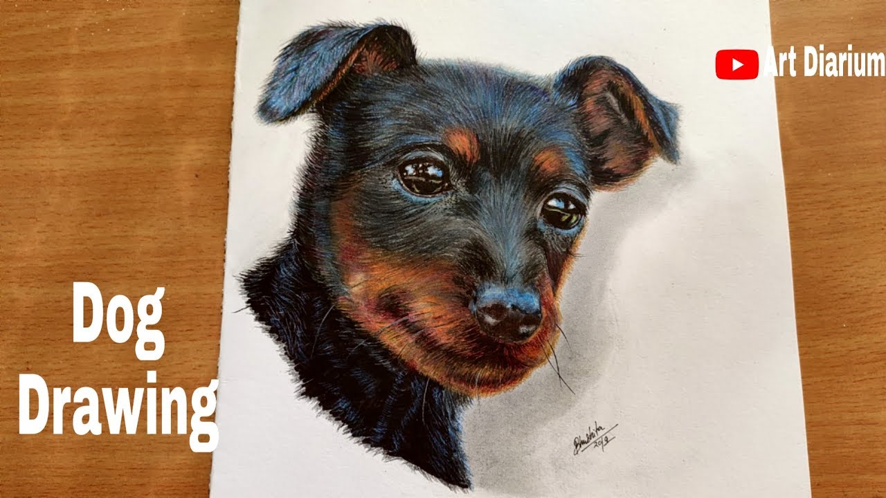 Drawing a Min Pin Dog