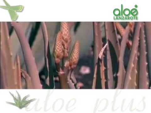 ALOE PLUS LANZAROTE