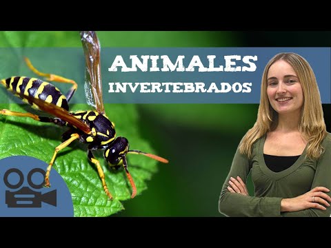 INVERTEBRATE ANIMALS 🐛(Characteristics and Classification)