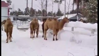 Отдых в сургуте рыболов профи сургут