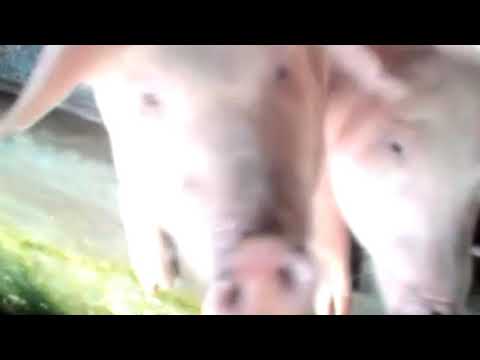 The biggest pig breeding in asia