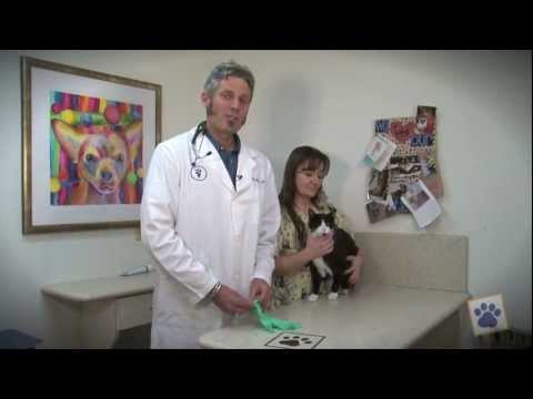Animal Health Hospital: How To Express Your Pet's Anal Glands