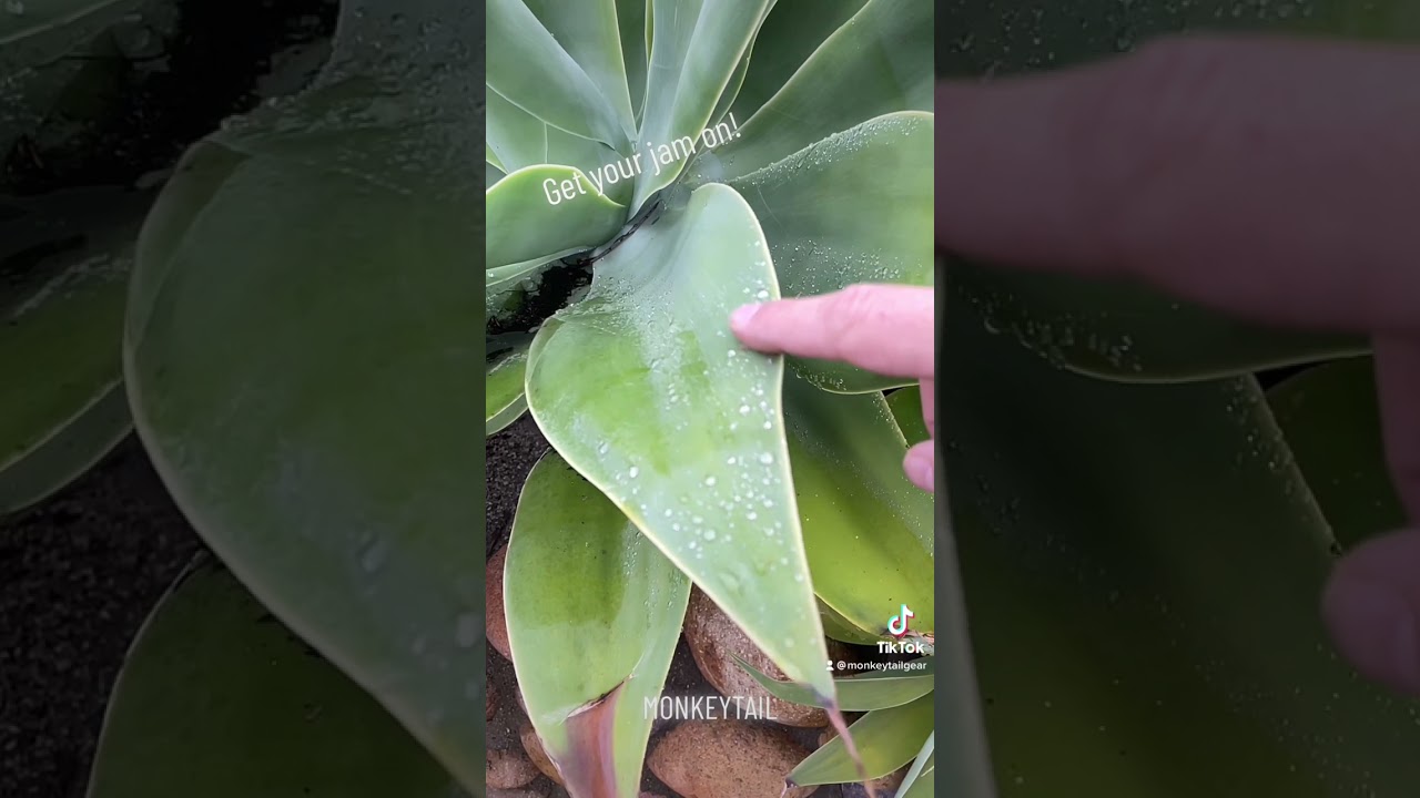 Jack Black… say no more… #MonkeyTail #Hanginthere