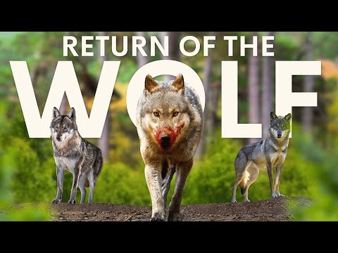 The Truth About Wolves Returning To Britain