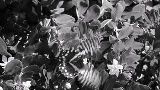 Slow Down My Heartbeat