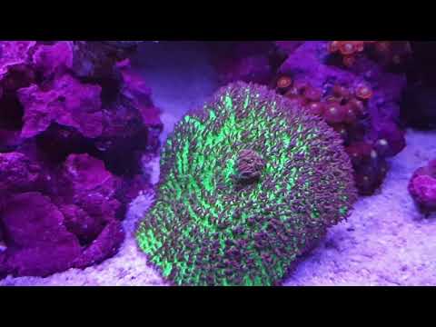 Almost a sin not to share my beauty. RSR 350