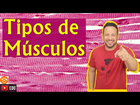 Types of Muscles - Classification of Muscle Tissue - Striated and Smooth Muscles