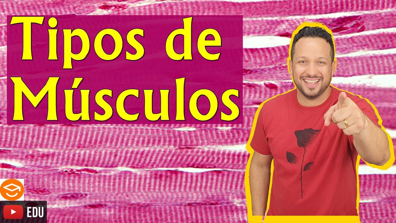 Tipos de Músculos - Classificação do Tecido Muscular - Músculos Estriados  e Liso